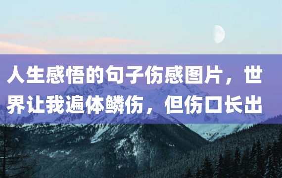 人生感悟的句子伤感图片，世界让我遍体鳞伤，但伤口长出的却是翅膀